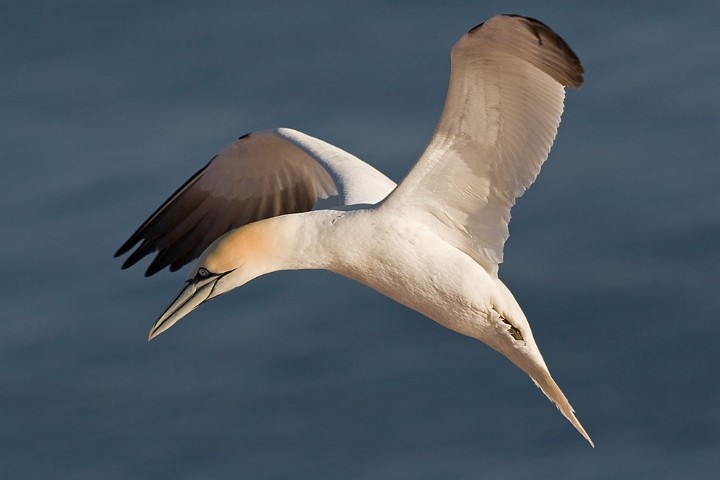 Basstlpel Morus bassanus Northern Gannet